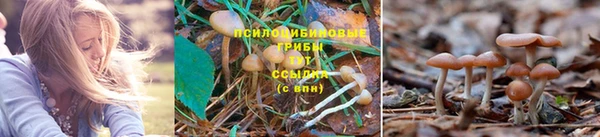 ALPHA PVP Беломорск